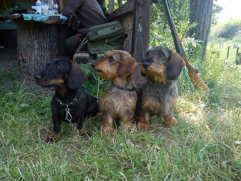 Teckel Macho de Pelo Cerdoso