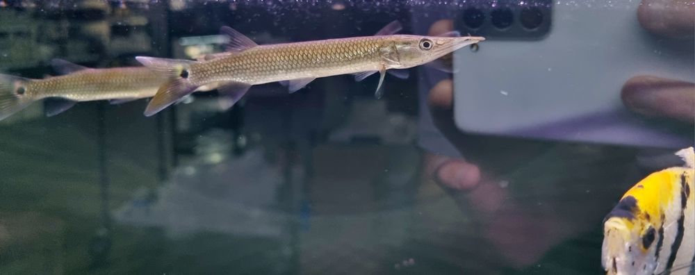 Ctenolucus Hujeta - Szczupaczek Czułkowy