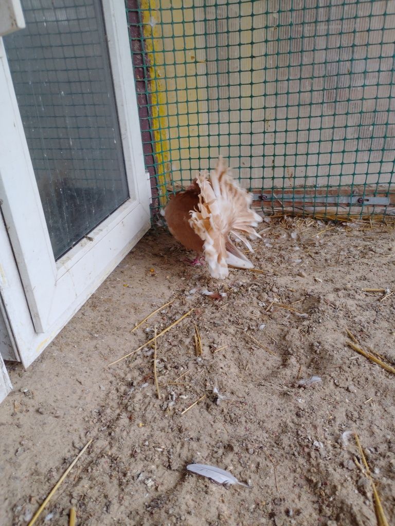 Gołębie pawik pawiki pawie