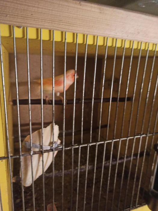 Kanarki Mozaika Czerwona 12sztuk