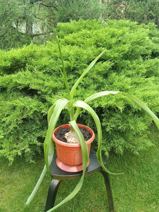 лекарственное растение индийский лук - птицемлечник и Гипераструм