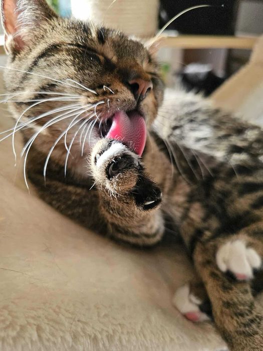 Daria z fundacji Miasto Kotów