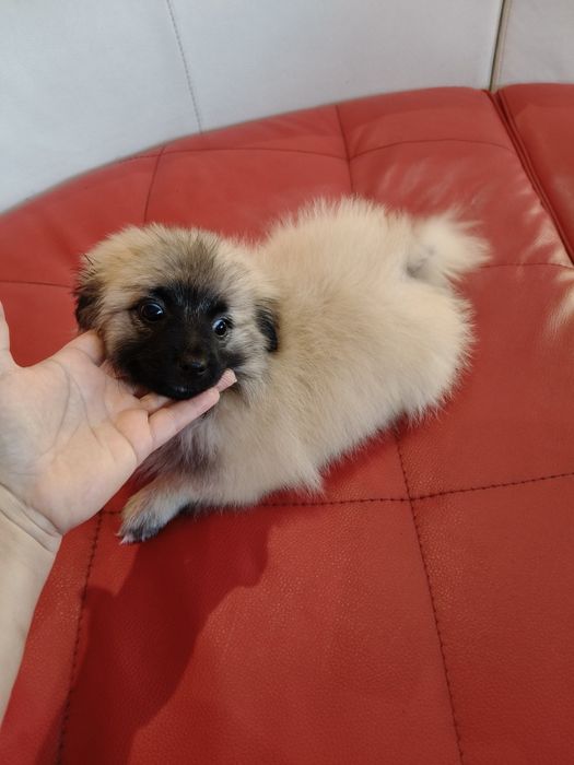 Spitz alemão menino