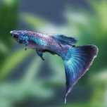 Gupik Blue - samce 3 cm +
