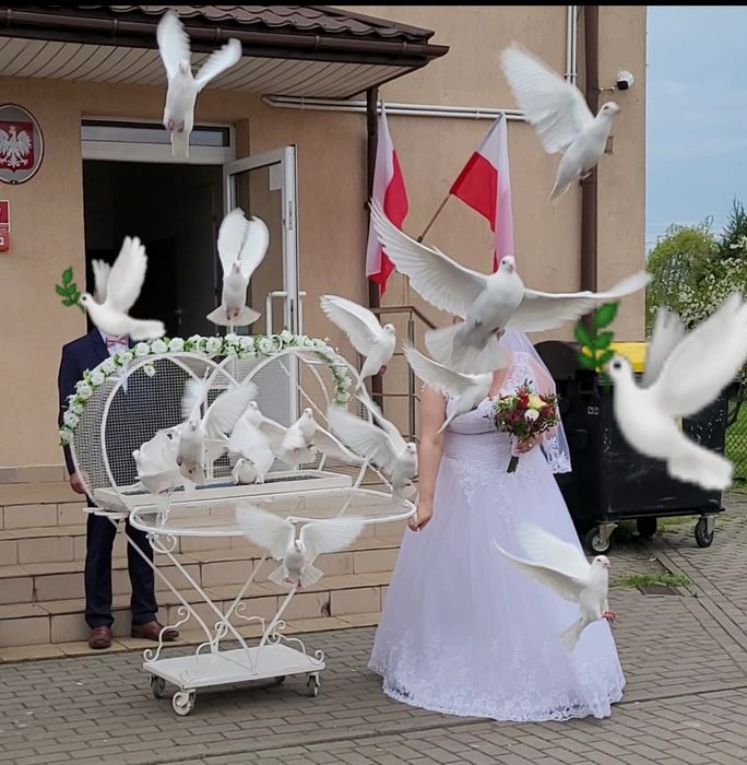 Gołębie na ślub i inne okoliczności woj.mazowieckie.