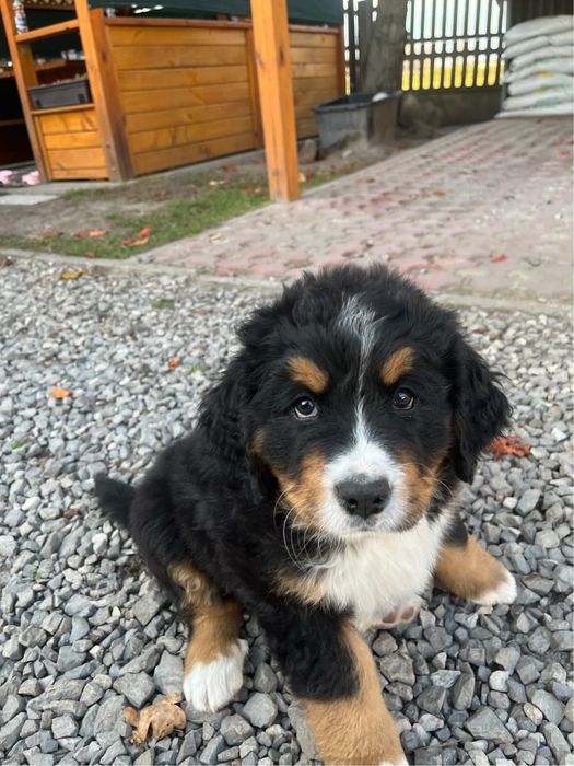 Bernenski pies pasterski Beza