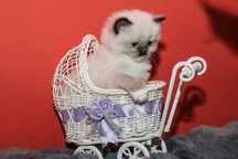 Ragdoll kotka o umszczeniu seal mitted