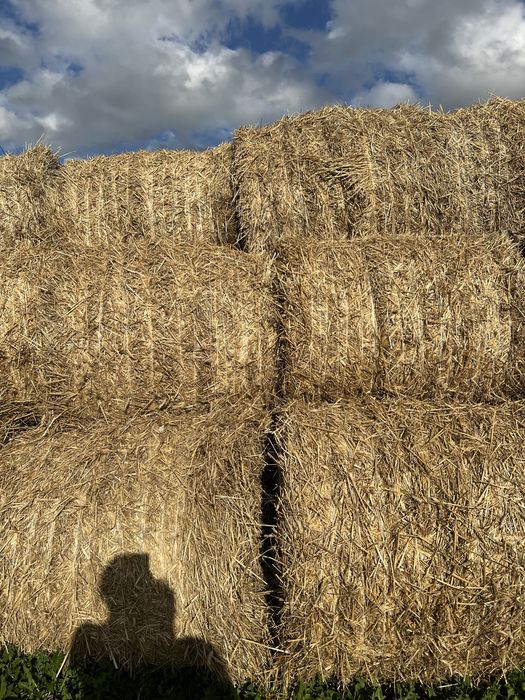 Słoma w belach 120cm