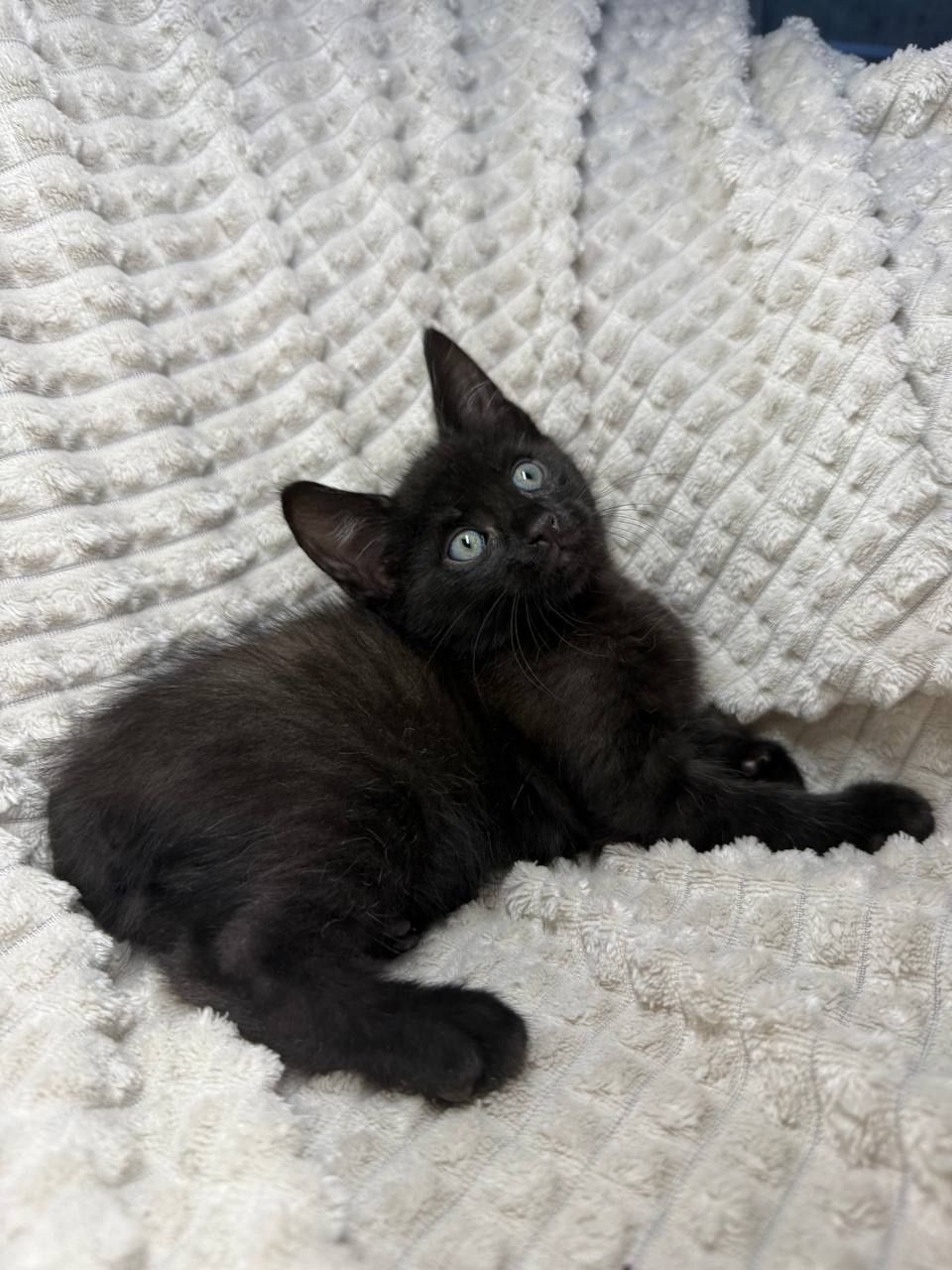 Котята Мейн Кунята