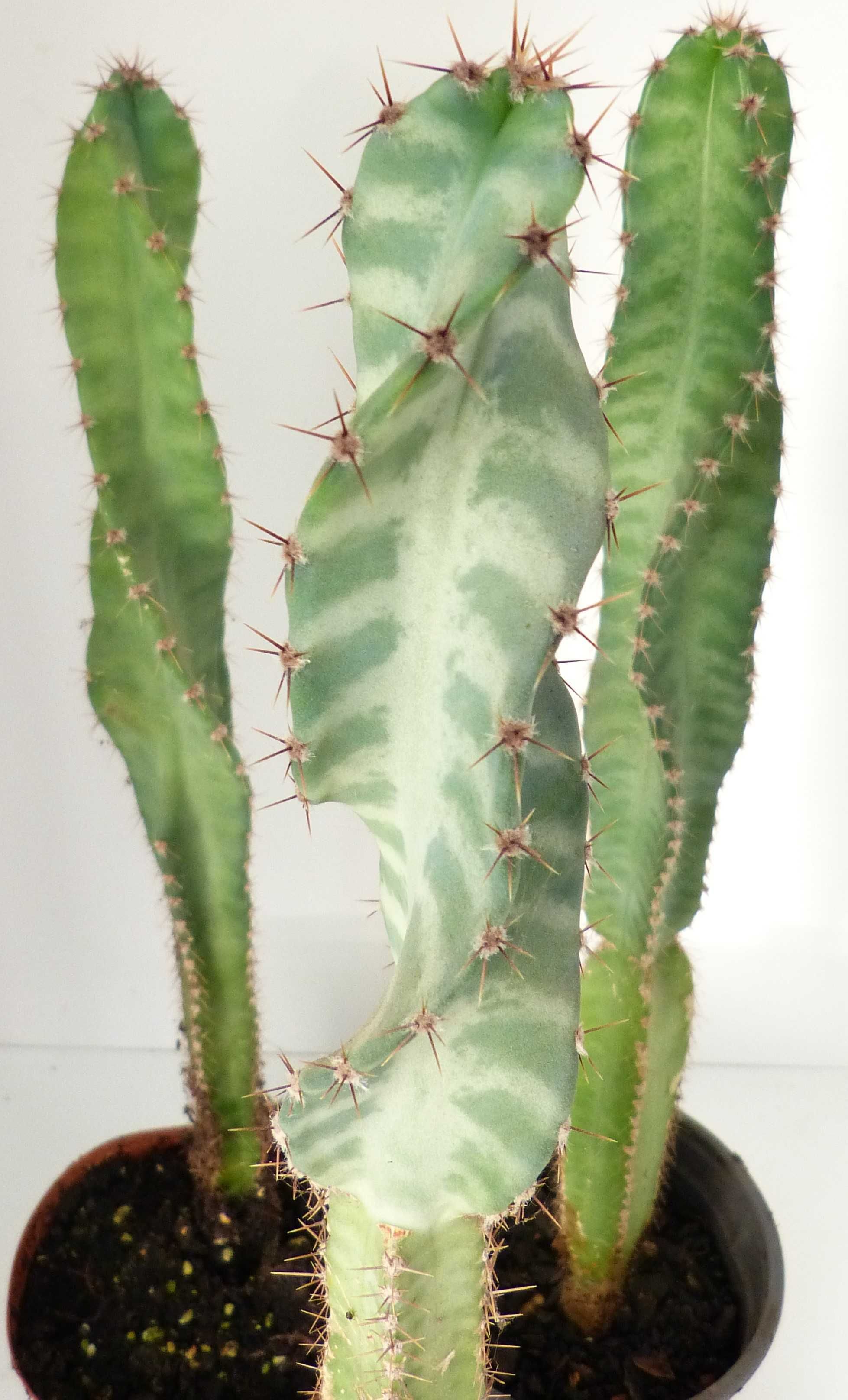 Cactus espirais com 4 anos