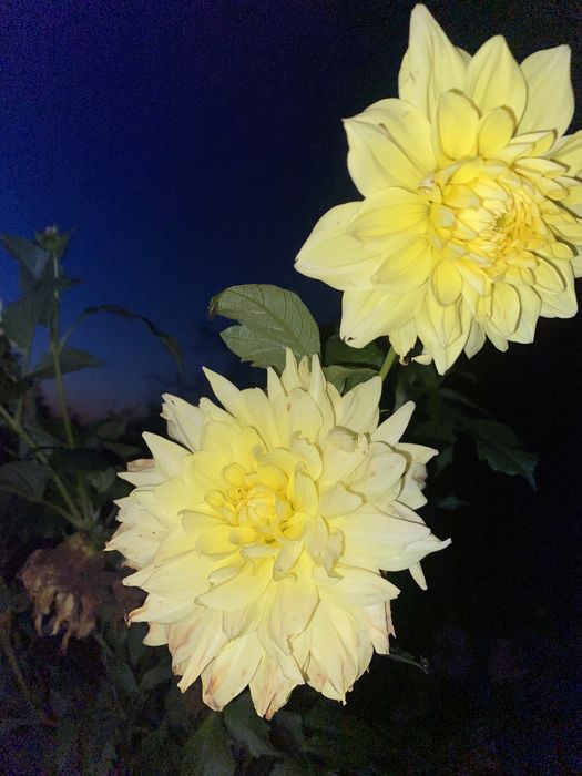 Продаж квітів