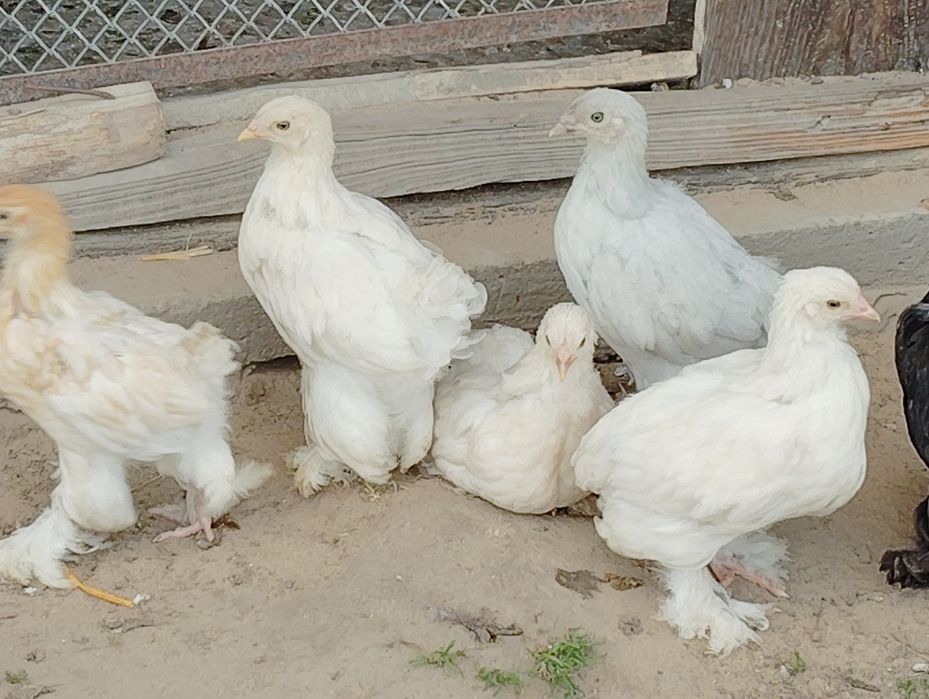 Kury ozdobne brahma