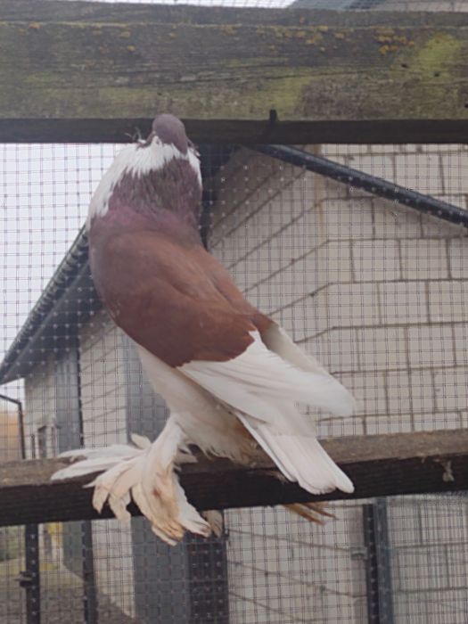 Garłacze Garłacz Pomorski samica 25r