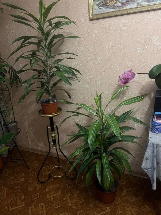 Продаю Діффенбахію 115см та Дроцену 110 см