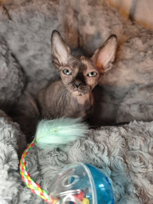 Nelly sfinks kanadyjski szylkret do rezerwacji