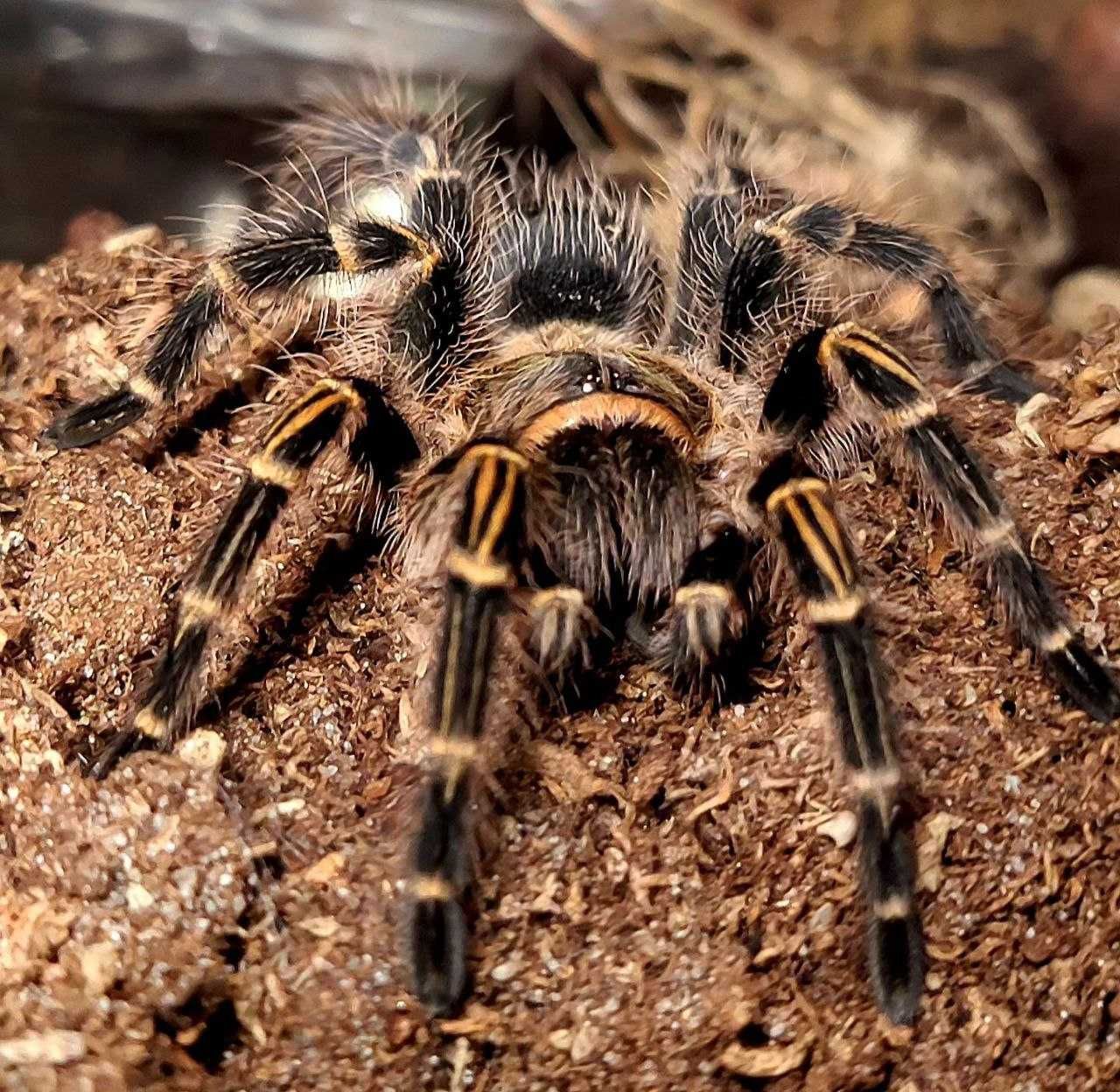 Самка огромная Grammostola pulchripes паук птицеед для новичков