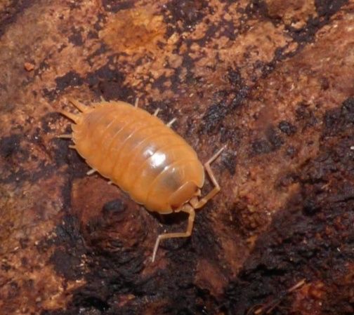 Porcellio laevis "Orange" / Помаранчеві мокриці/