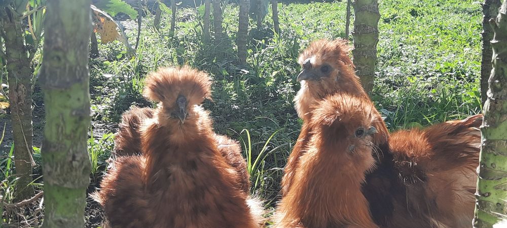 Galo sedosa do Japão