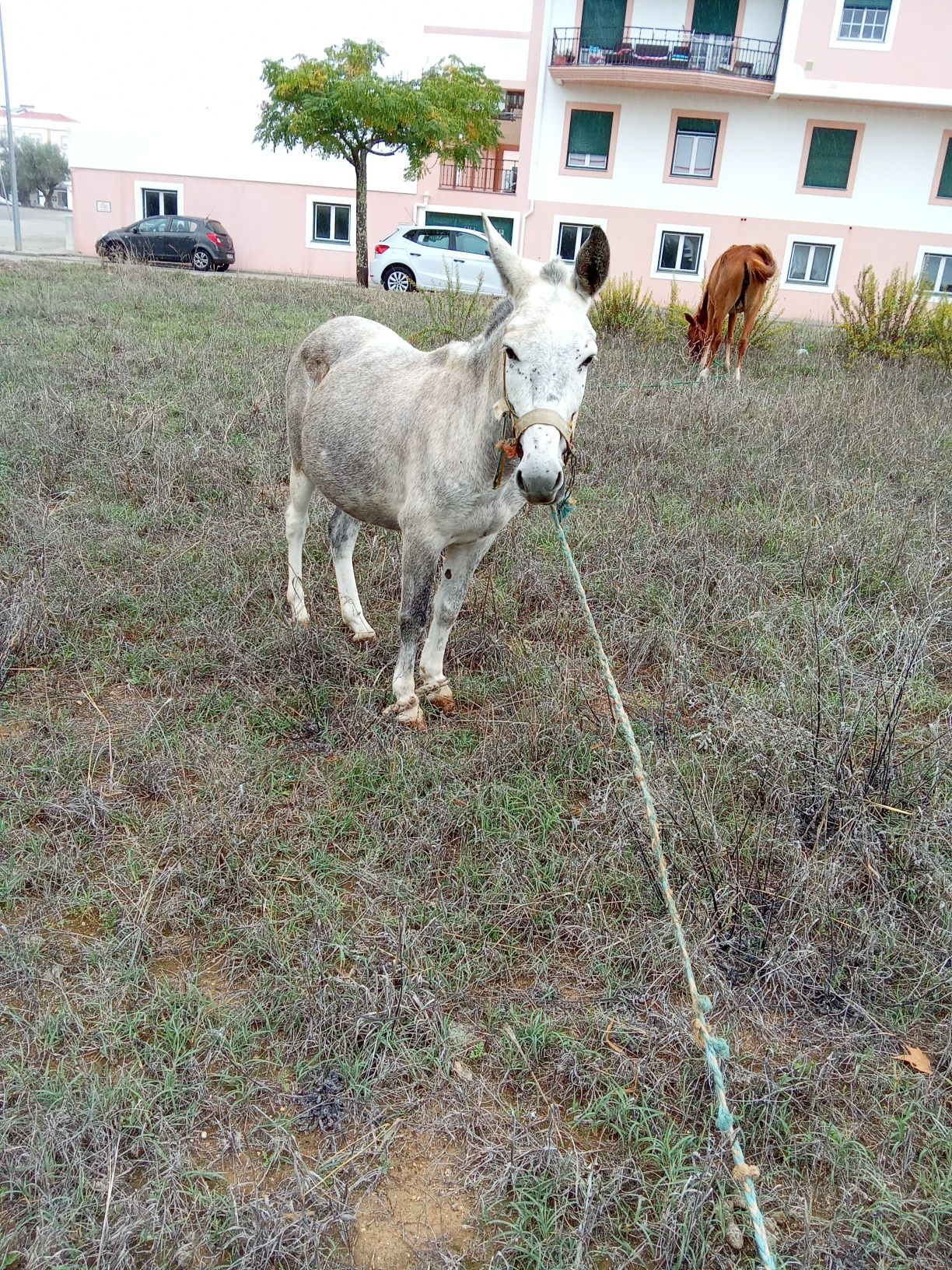 Troco macho com 4 anos muito monsimotado ter trabalho para ser rua est