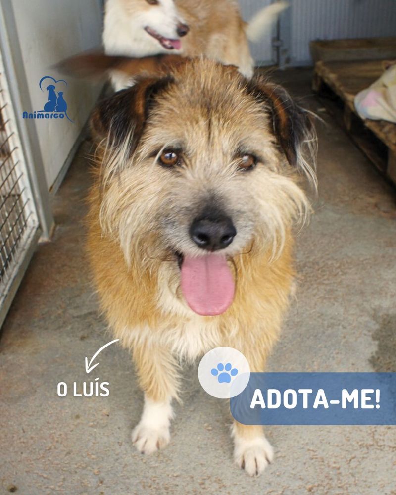 Luis - cao de porte medio