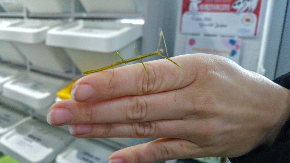 Patyczak - Tina Zoo Gliwice Jasna