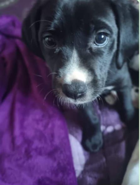 Cadelinha com 3 meses, labradora x boxer, para adoção