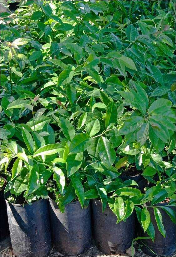 Ora-Pro-Nóbis  (Pereskia Aculeata)
