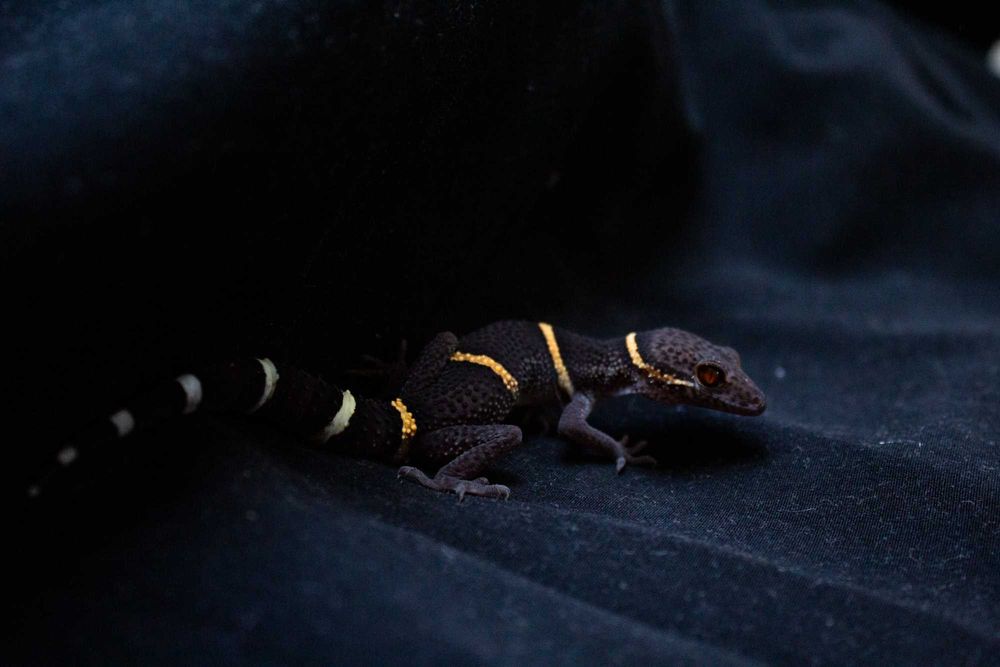 Goniurosaurus hainanensis, gekony chińskie Warszawa