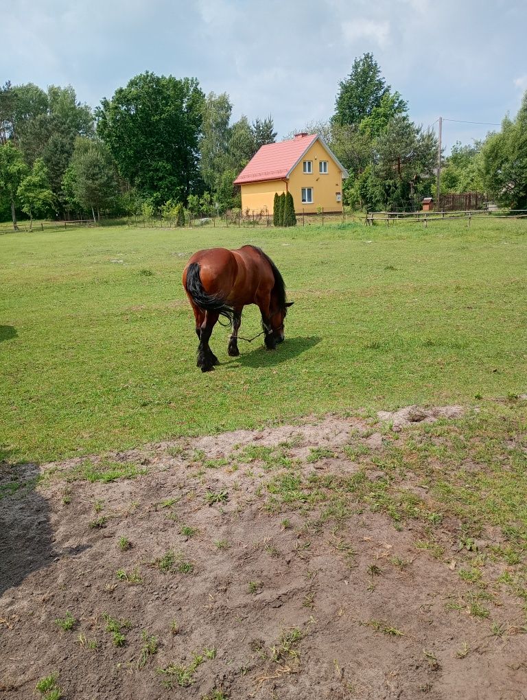 Klacz zimnokrwista