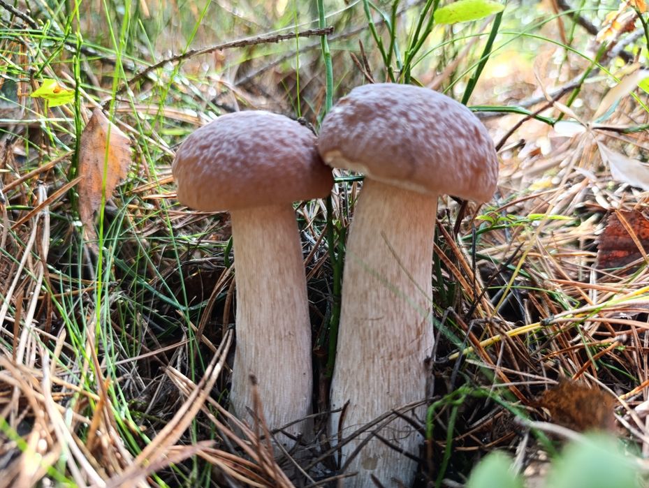 Grzyby świeże i suszone różne