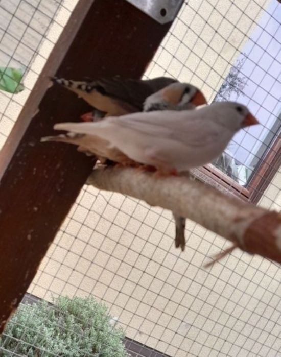 Zeberki różne mutacje , Samce i Samice