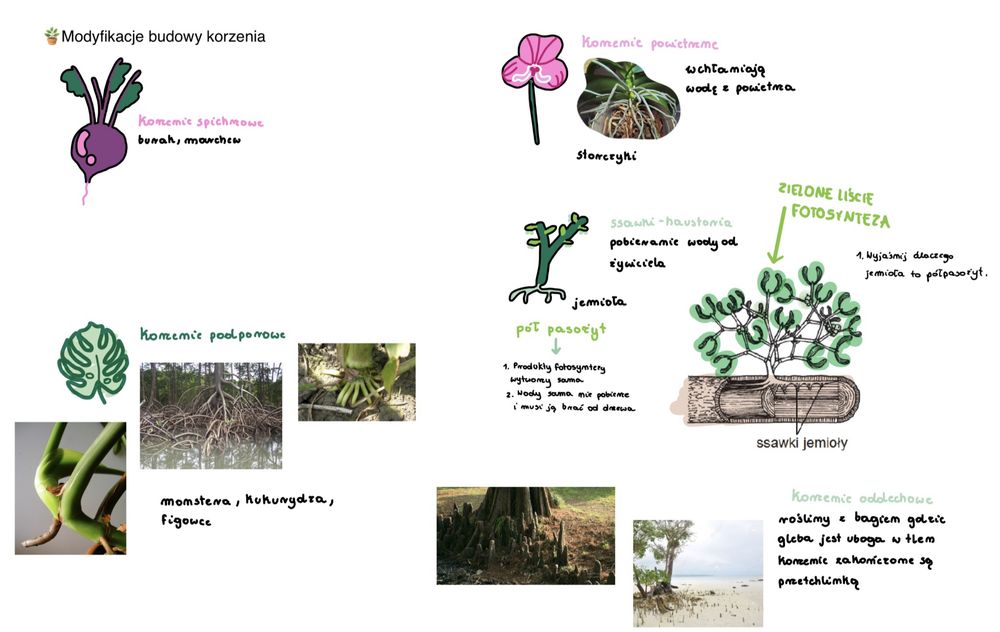 Korepetycje Biologia z studentką medycyny