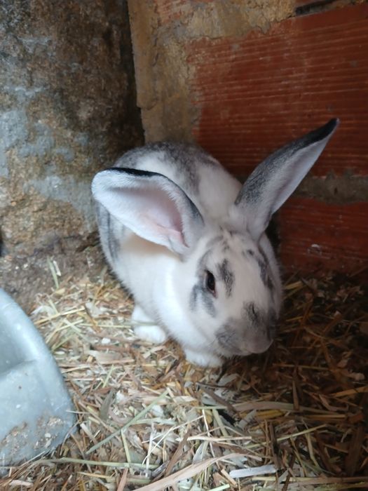 Vendo coelhos caseiros