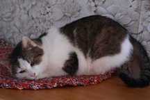 Do adopcji: Aureliusz