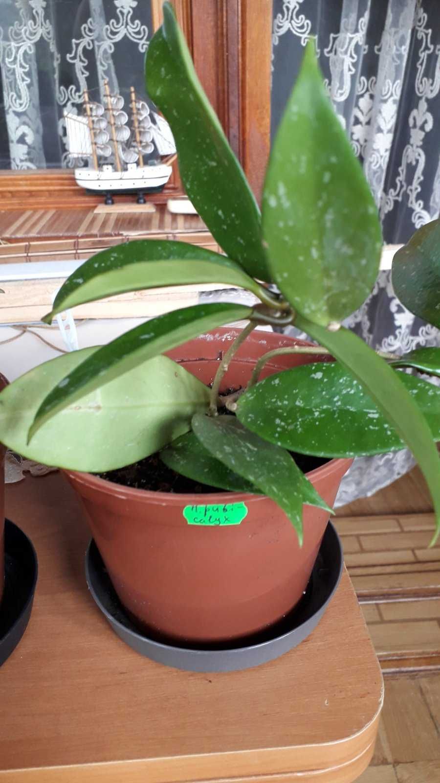 Hoya pubicalyx cv. Silver Pink (Хойя Пубикаликс сильвер пинк)