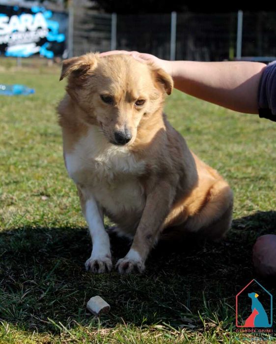 Młody piesek Fitek szuka domu