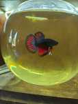 Bettas Machos Ornamentais – Várias Cores e Padrões