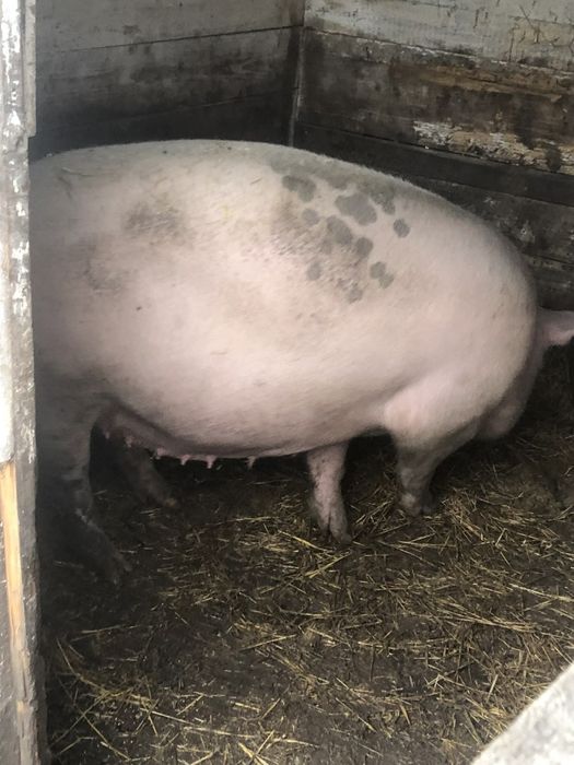 Свиноматка в запуску