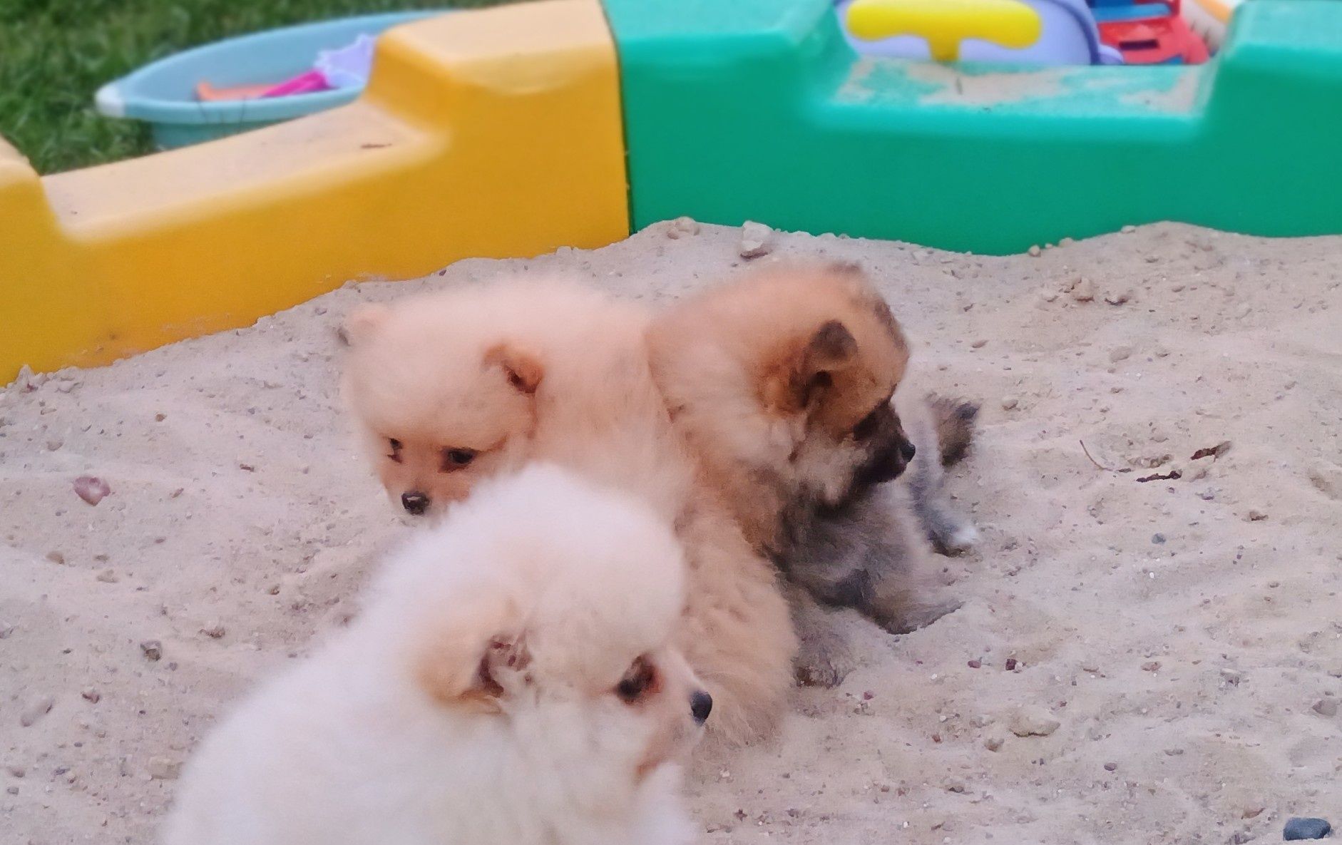 Szpic miniaturowy pomeranin