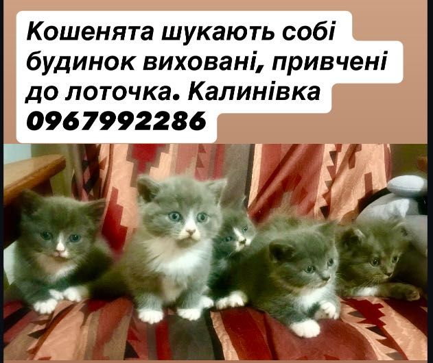 Віддам даром кошенят