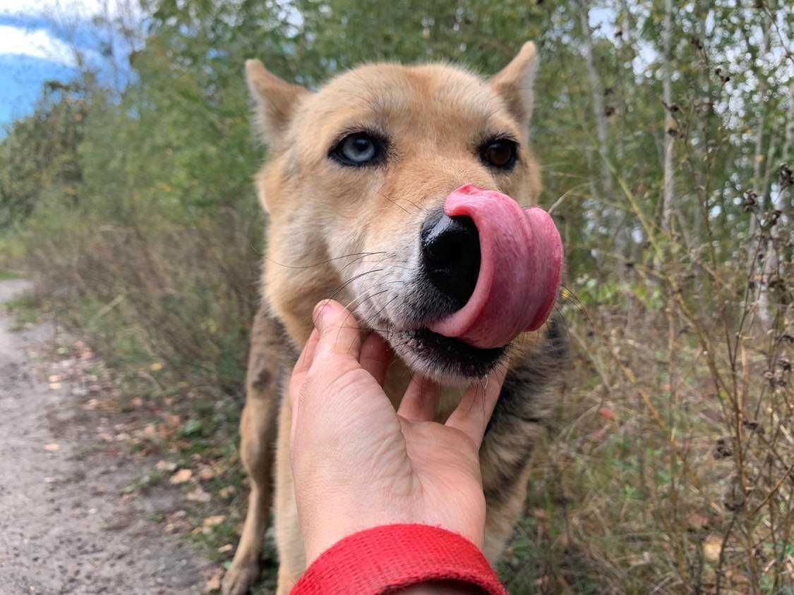 Pokochaj piękną Wegę!