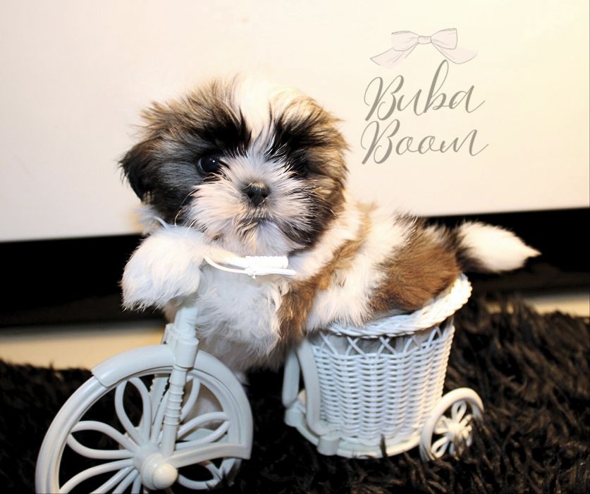 Teo- mini shihtzu rodowodowy gotowy do odbioru!