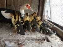 Patos mudos ninhada de 13