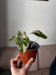 Alocasia Frydek Variegata