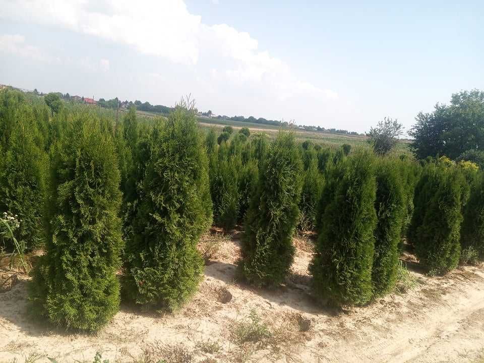 Tuja tuje szmaragd w doniczkach 120-140cm Dostawa