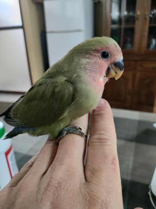 Agapórnis Roseicollis Criados á Mão