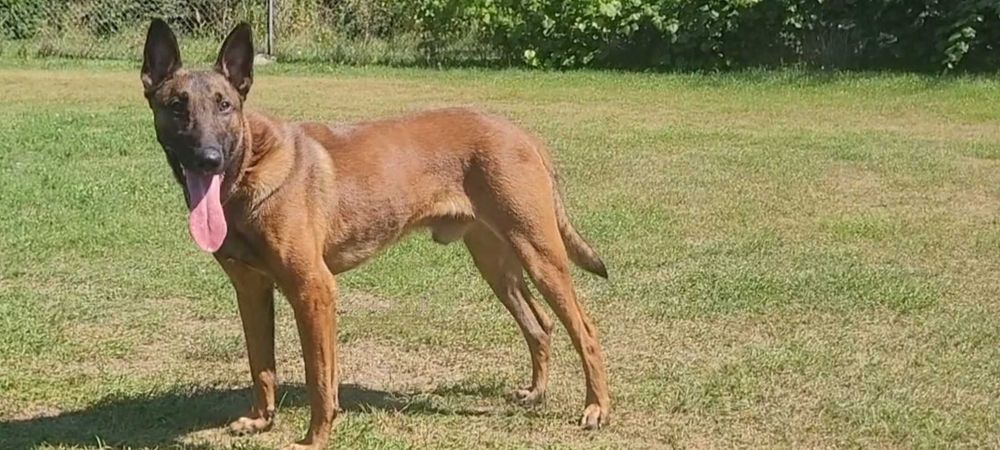 Owczarek Belgijski Malinois szczeniak piesek