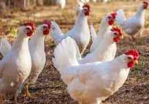 Kury NIOSKI Rosa Messa Tetra ISA Dominant Leghorn ! Zapraszam Dowóz !