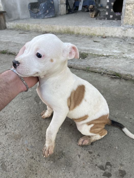 Продам щенків Стафф