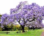 Drzewo TLENOWE Paulownia Omszona - sadzonki w doniczkach